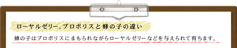 ローヤルゼリー、プロポリスと蜂の子の違い 蜂の子はプロポリスにまもられながらローヤルゼリーなどを与えられて育ちます。